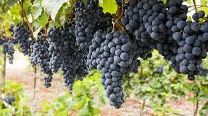 GRAPES - PANEER 