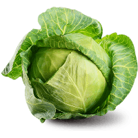 कोबी / Cabbage