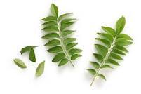 कडीपत्ता / Curry Leaves   