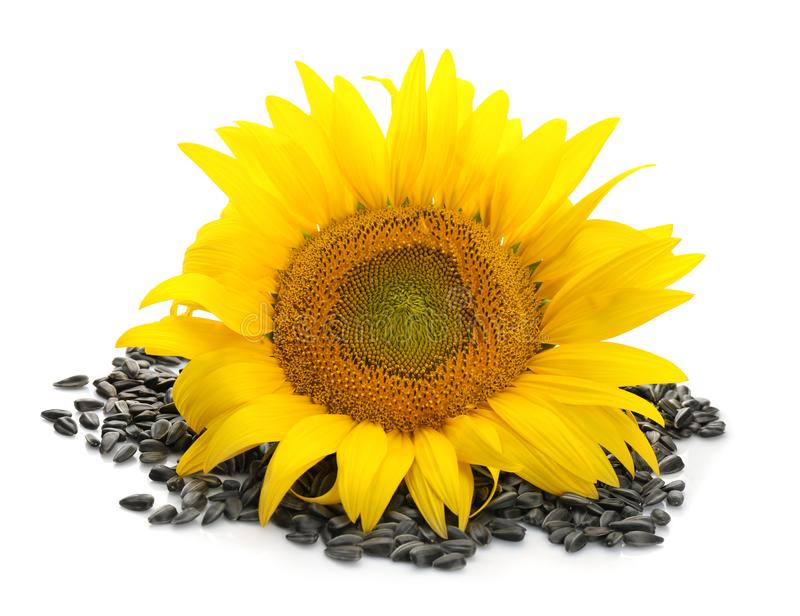 SUNFLOWER OIL