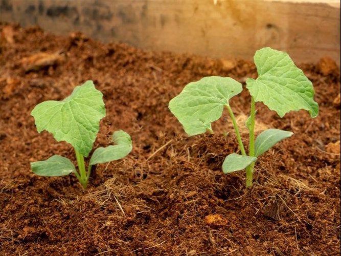 Cocopeat 5Kg