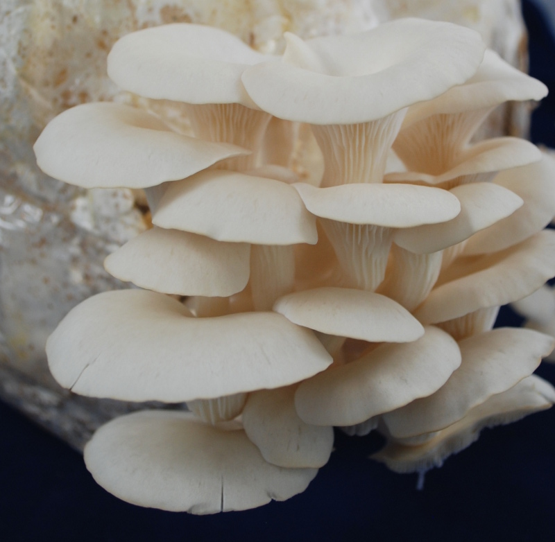 Oyester Mushroom