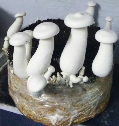 Milkymushroom