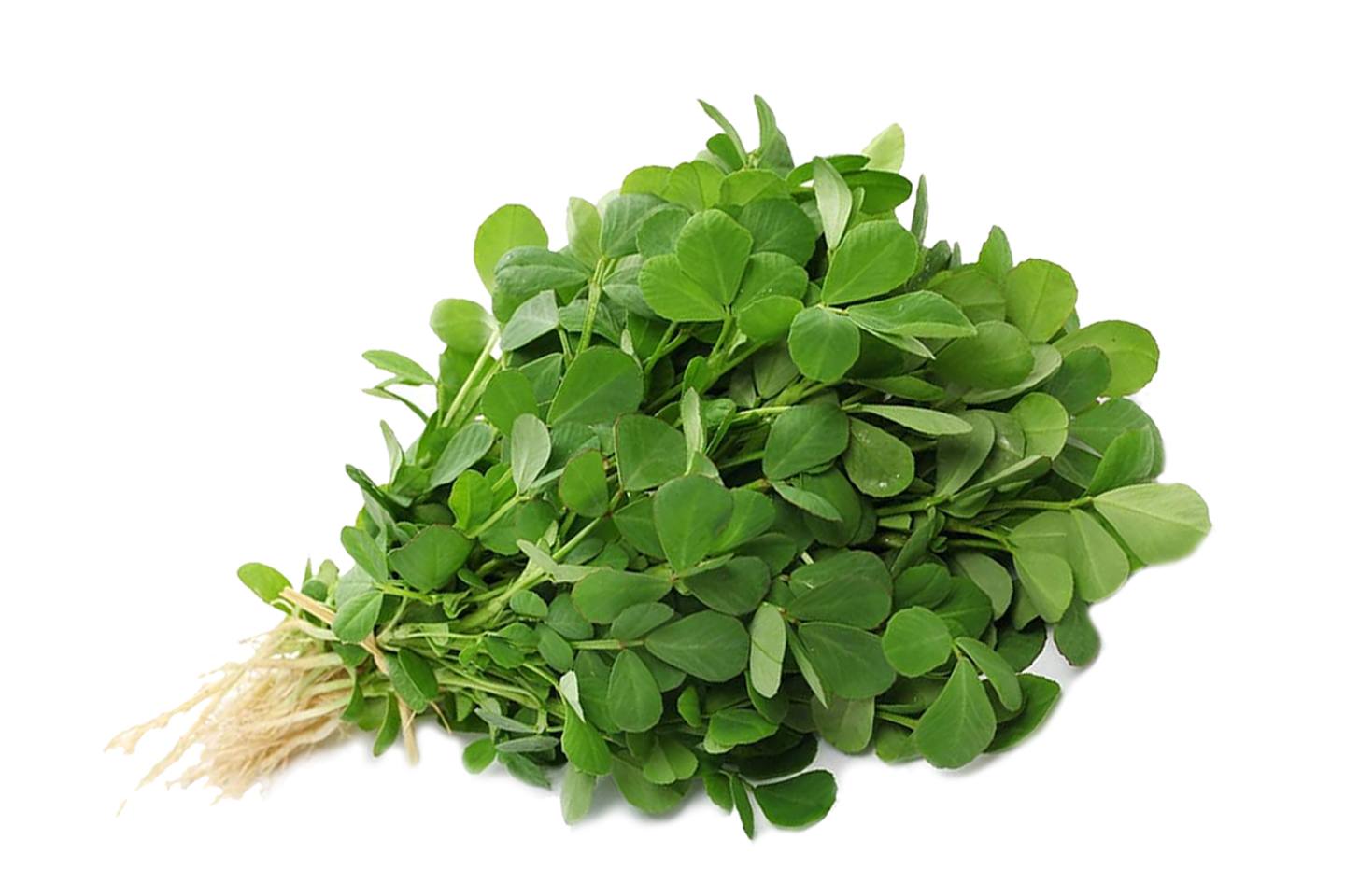 Fenugreek