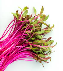 Beetroot Microgreen 