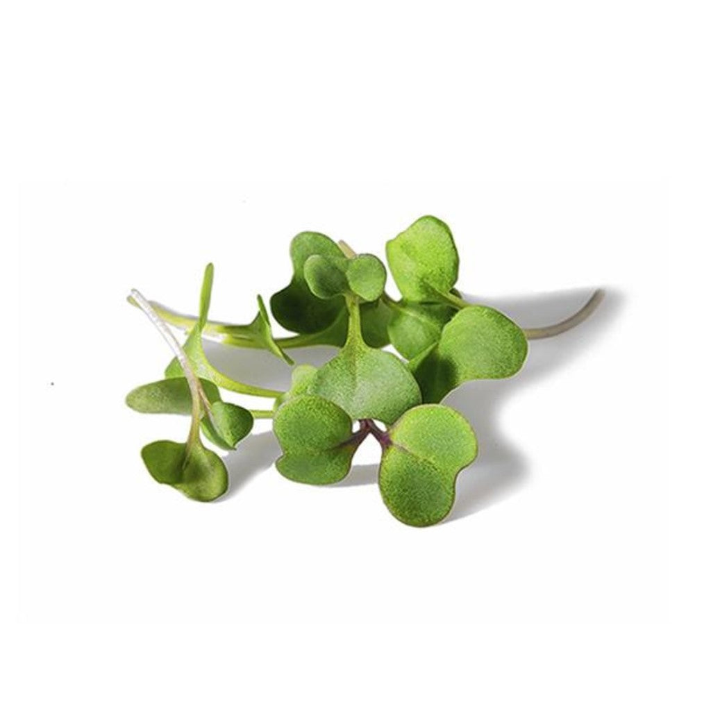 Brocolli Microgreen 