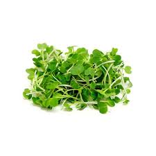 Kale Green Microgreen 