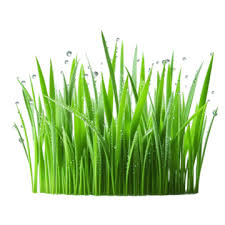 Wheat Grass 