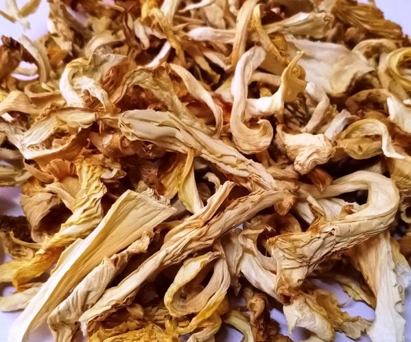 DRY OYESTER MUSHROOM