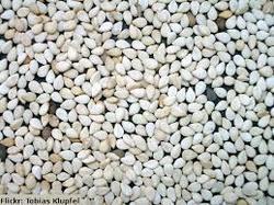Oyester mushroom seeds