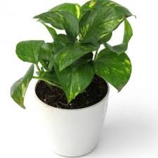 Money plant