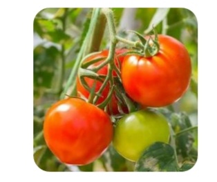Tomato light
