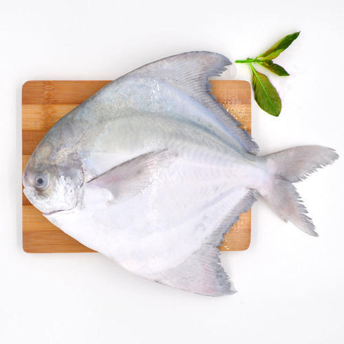 Pomfret (Paplet) - Small