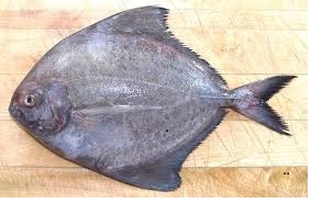 Pomfret Black (Halwa) - Medium