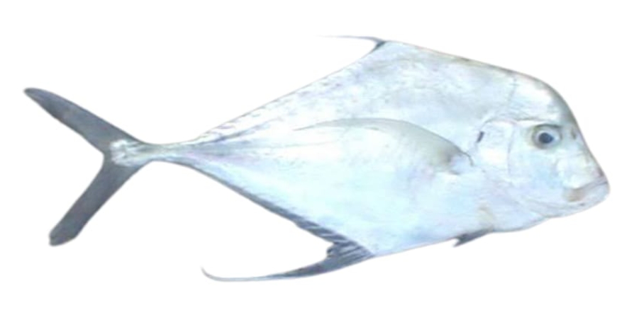 Diamond Trevalli aka Kannadi Paravai Cubes