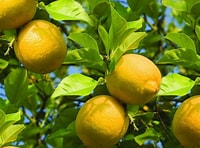 lemon