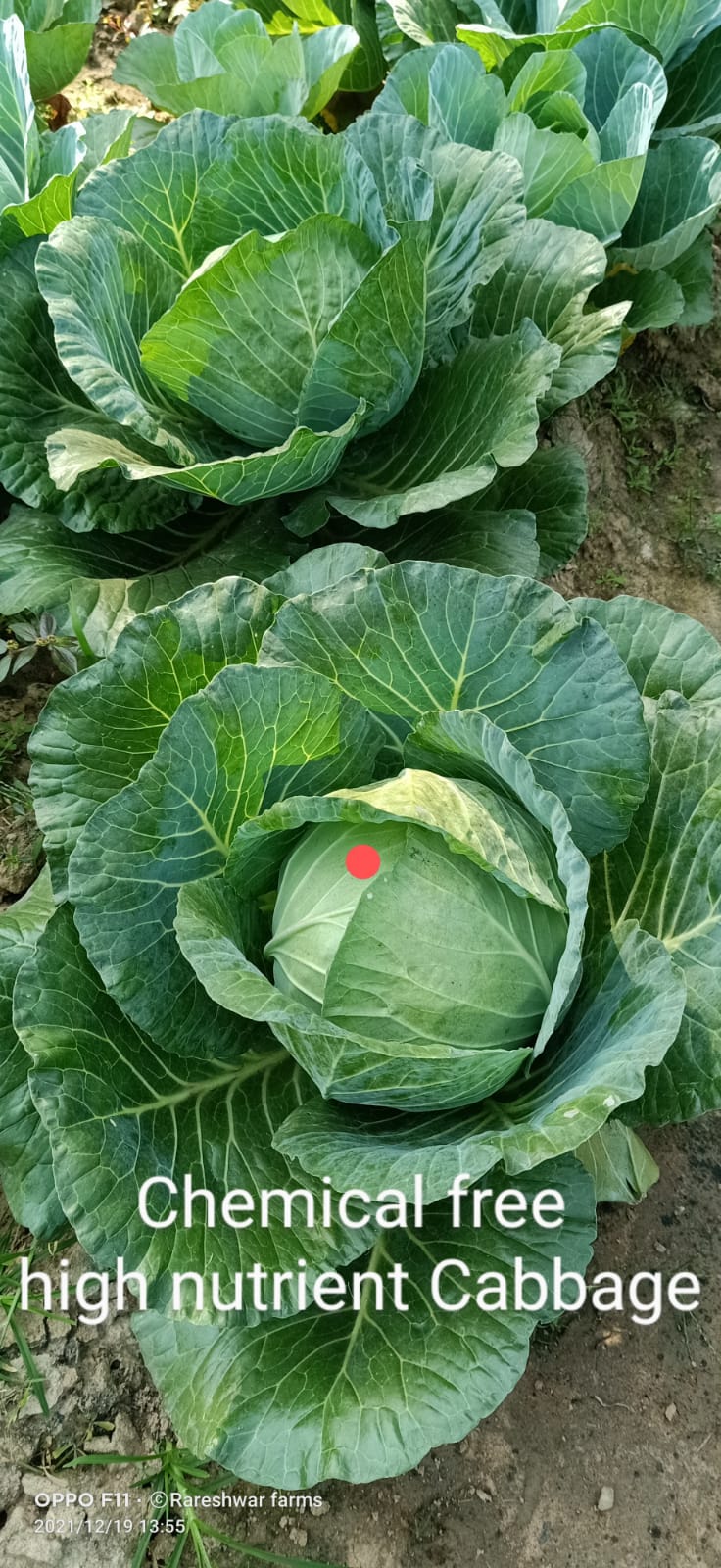 Organic Cabbage
