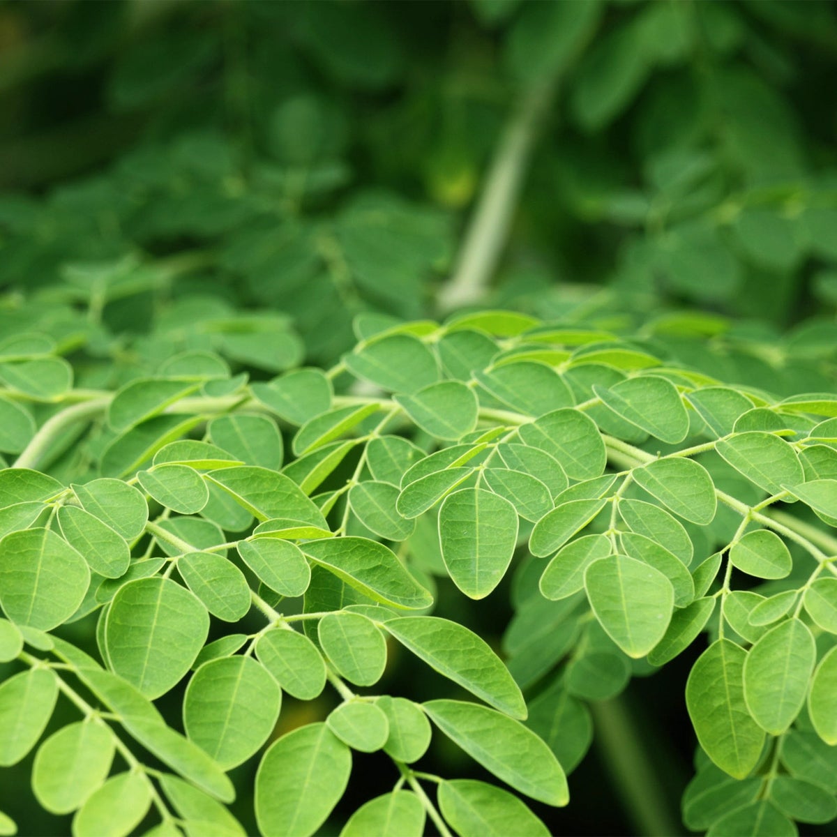MORINGA LEAVES