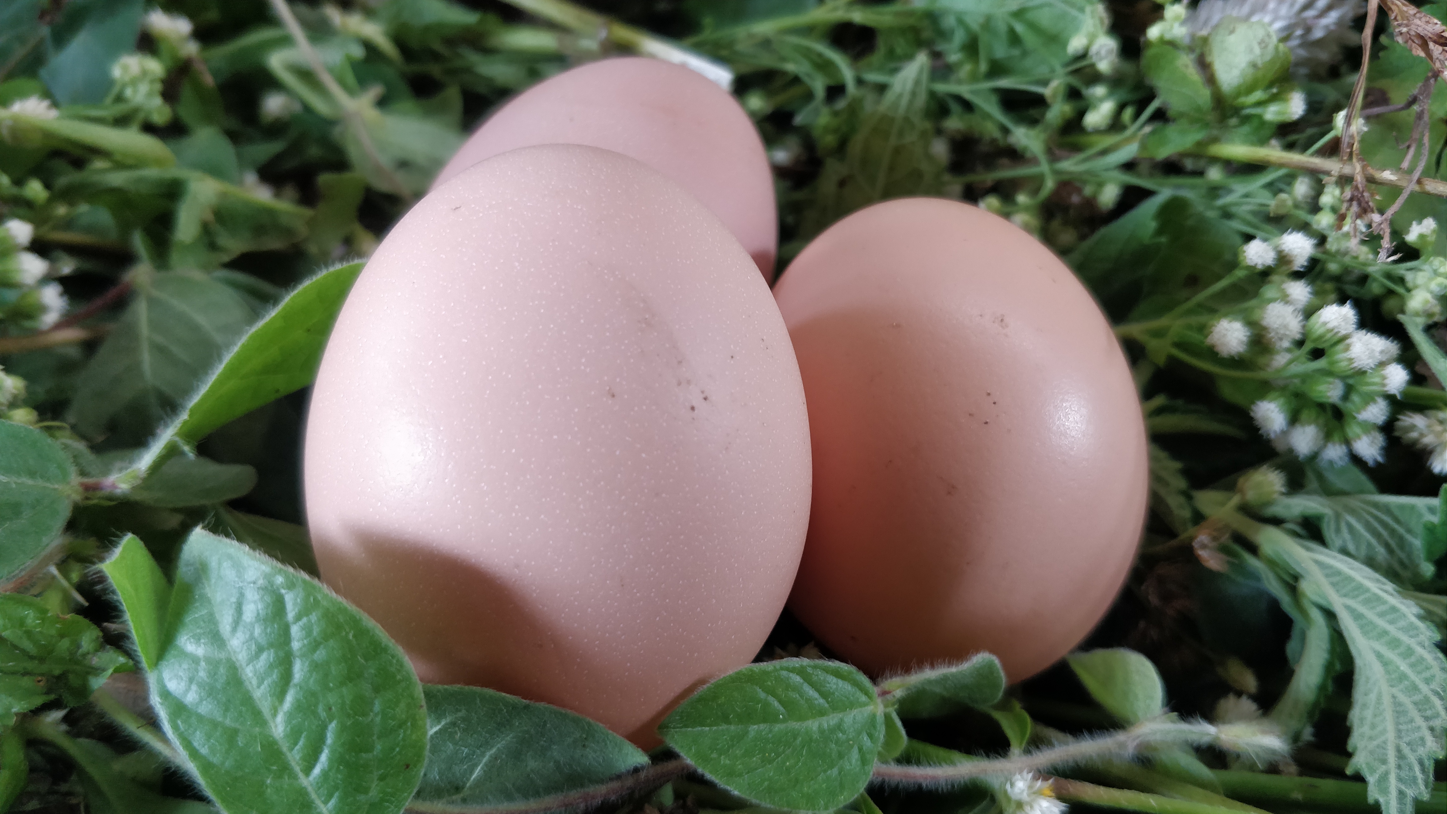 Brown eggs