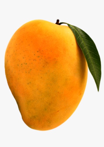 Devgad Haapus Mangoes 5 Doz.