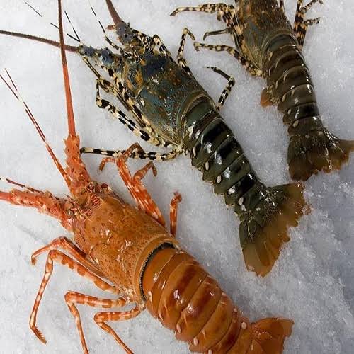 Lobsters