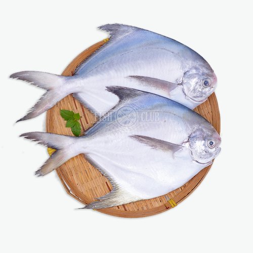 Pomfret fish (big)