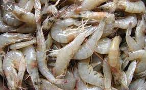 Prawns (small)