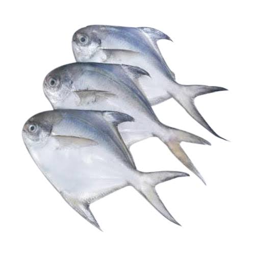 Pomfret small