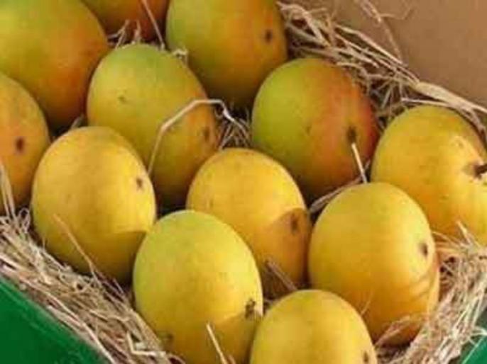 रत्नागिरी हापूस आंबा - Ratnagiri Hapus Mango