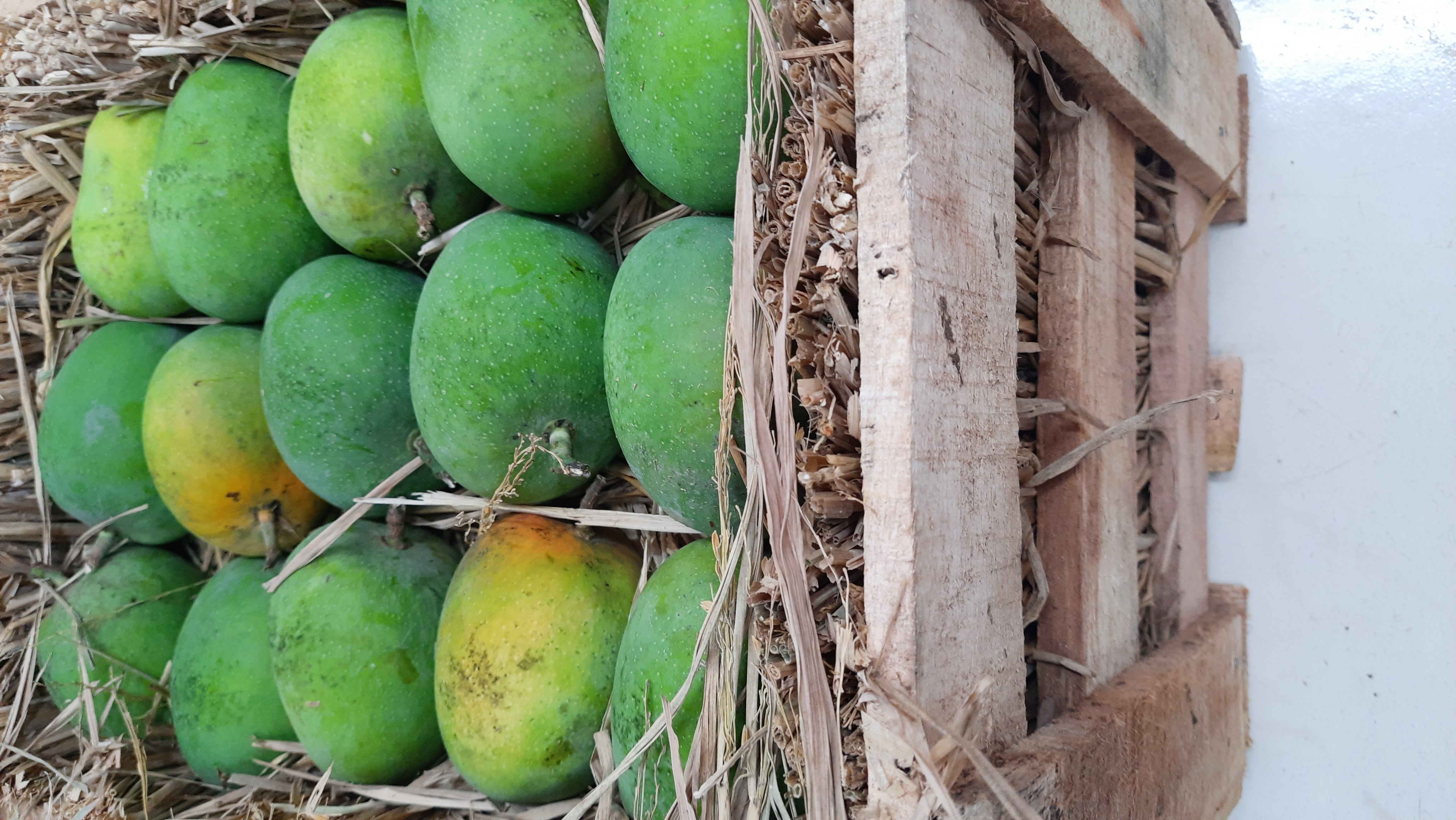 रत्नागिरी पायरी आंबा - Ratnagiri Payri Mango