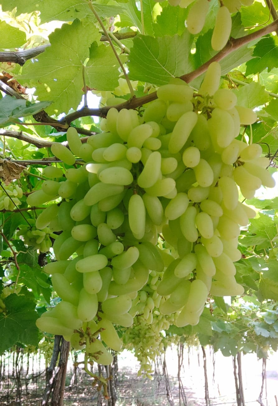 Green grapes