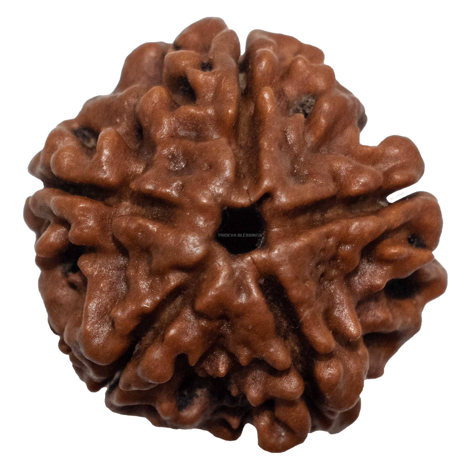 Trideva Blessings 5 Mukhi Rudraksha / Five Face Rudraksha - Lab Certified