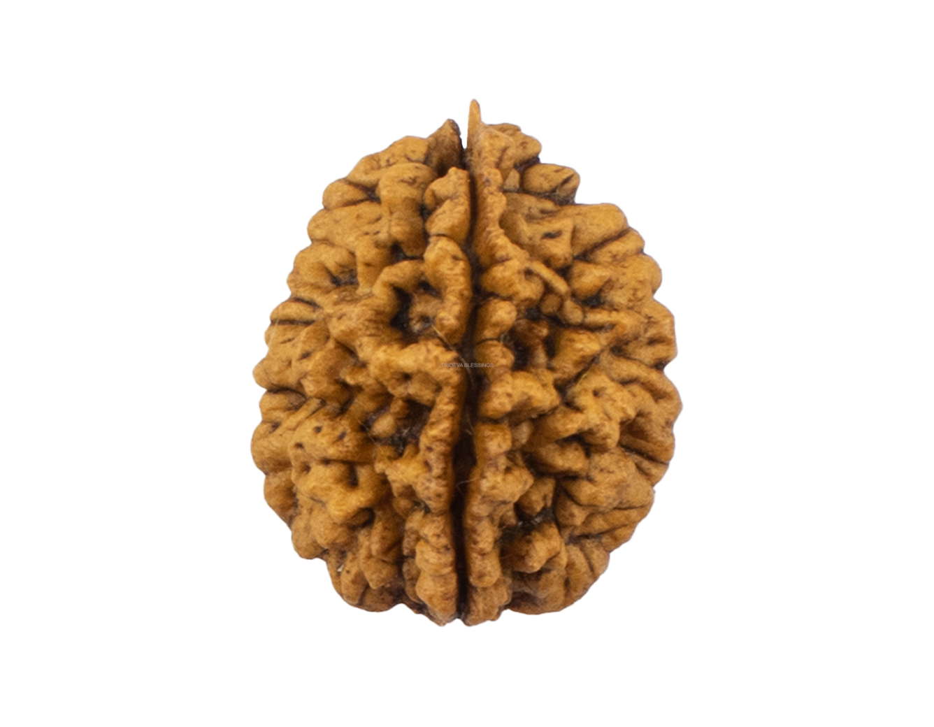 Trideva Blessings 2 Mukhi Rudraksha / Two Face Rudraksha (South Indian) - Lab Certified
