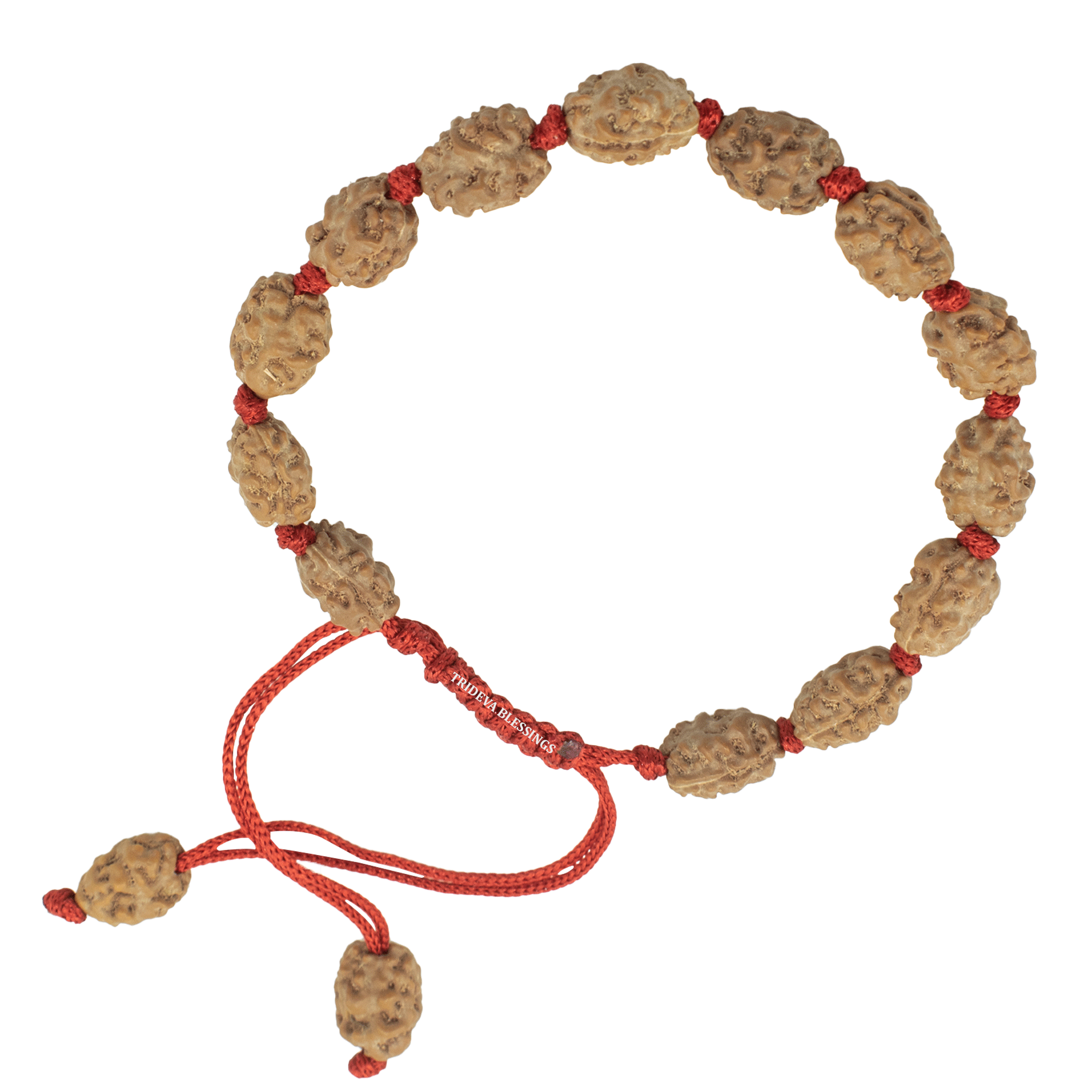 Trideva Blessings 2 Mukhi Rudraksha Bracelet / Two Face Rudraksha Bracelet -15 beads (8mm)