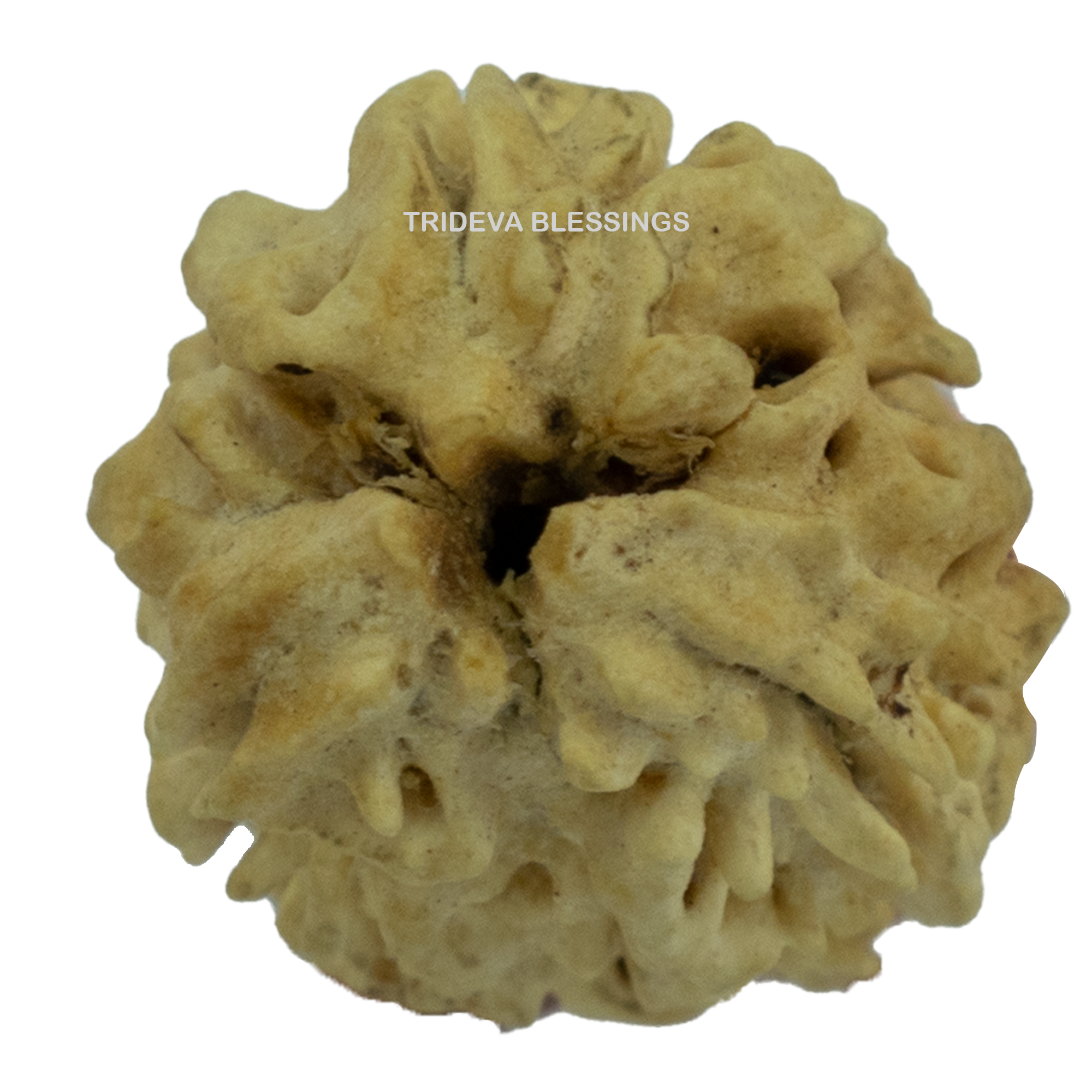 Trideva Blessings 3 Mukhi Rudraksha / Three Face Rudraksha - (Himalayan Bead)