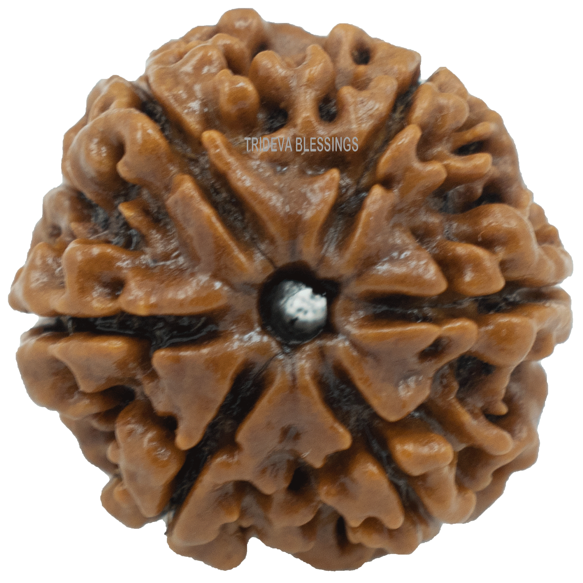 Trideva Blessings 6 Mukhi Rudraksha / Six Face Rudraksha - Lab Certified