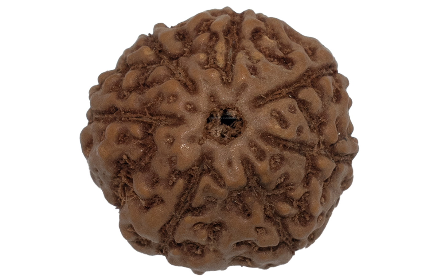 Trideva Blessings 7 Mukhi Rudraksha / Seven Face Rudraksha (Indonesia)