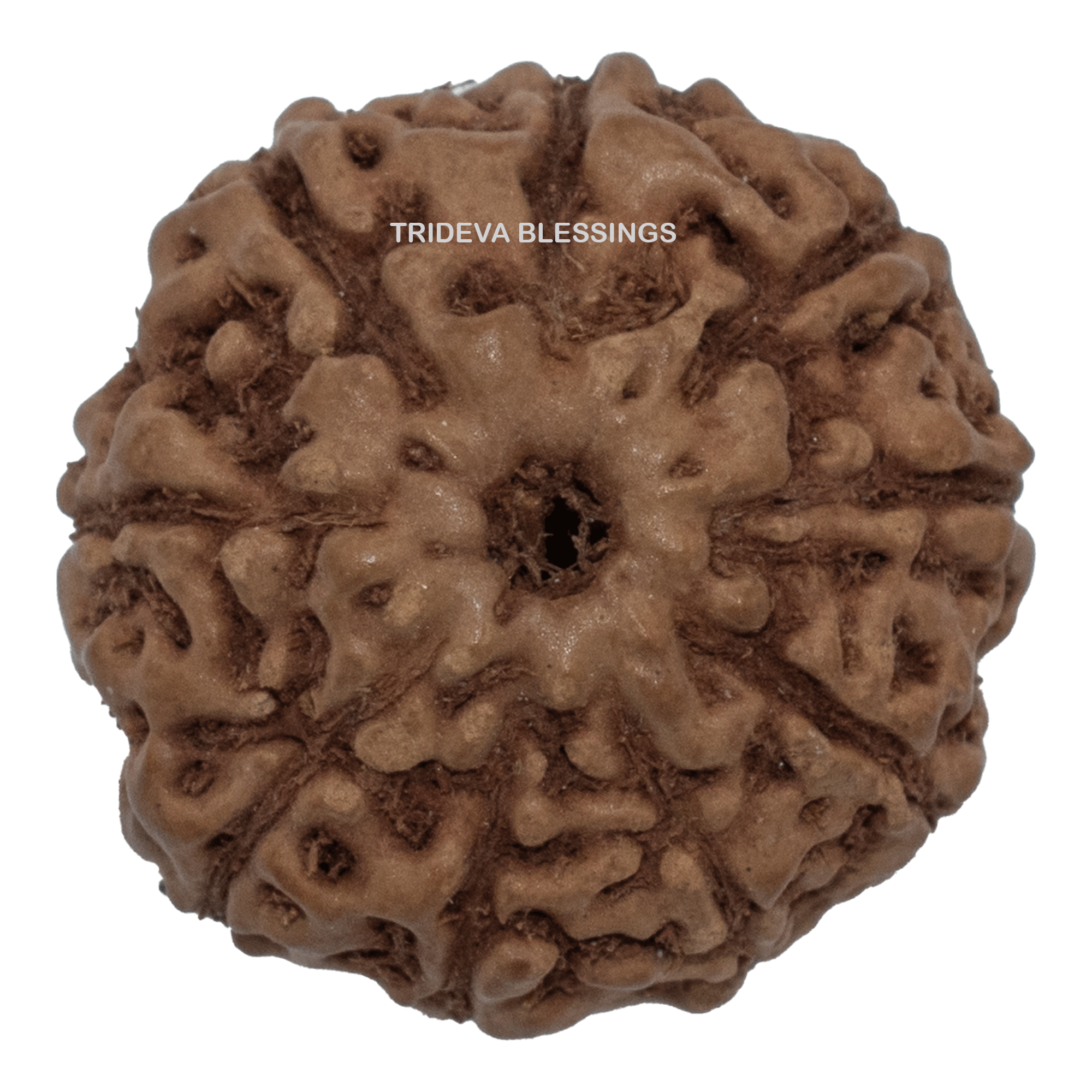 Trideva Blessings 9 Mukhi Rudraksha / Nine Face Rudraksha (Indonesia)