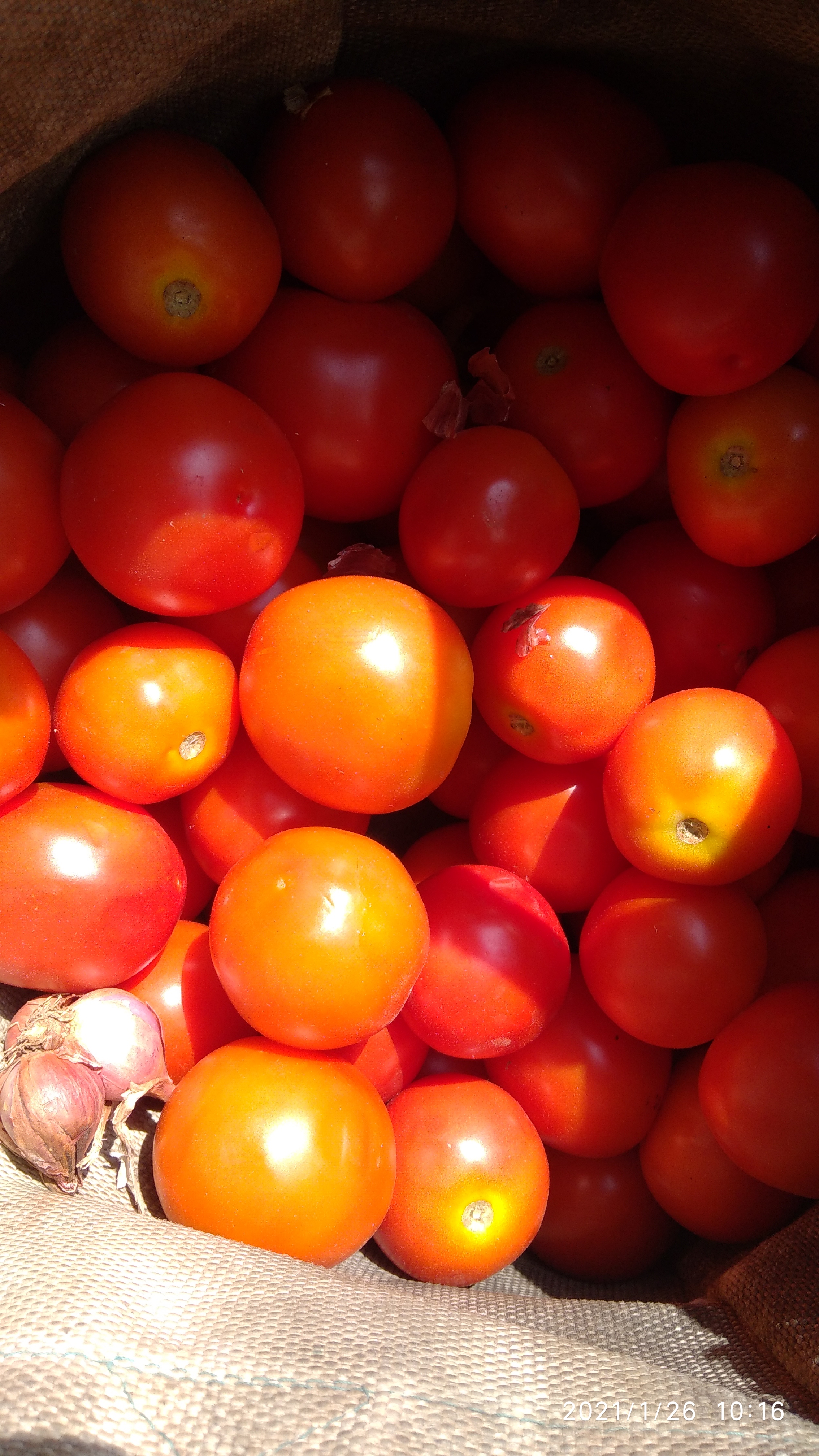 Tomato local