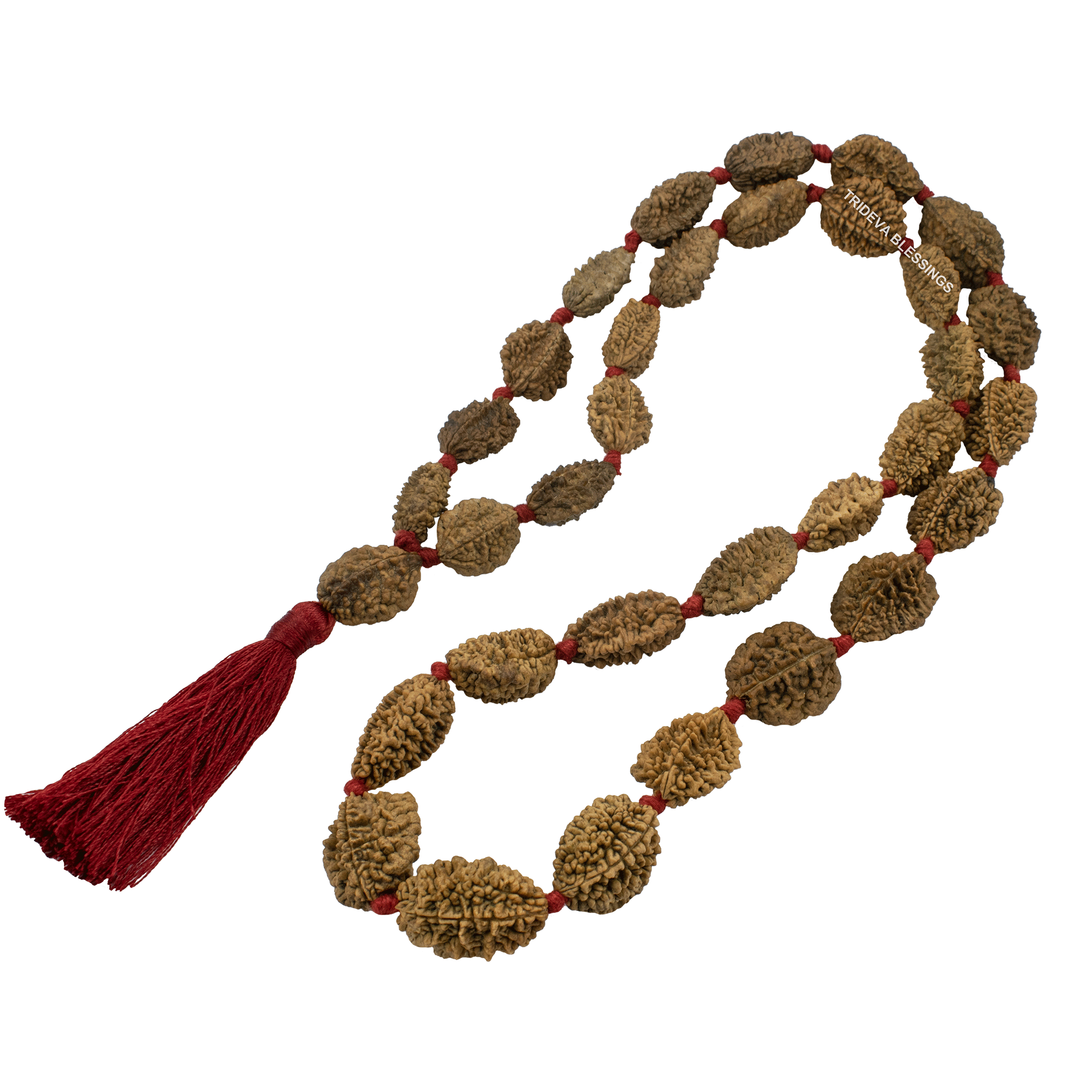 Trideva Blessings Moon Kantha / 2 Mukhi Rudraksha Kantha / Two Face Rudraksha Kantha (32+1 Beads)