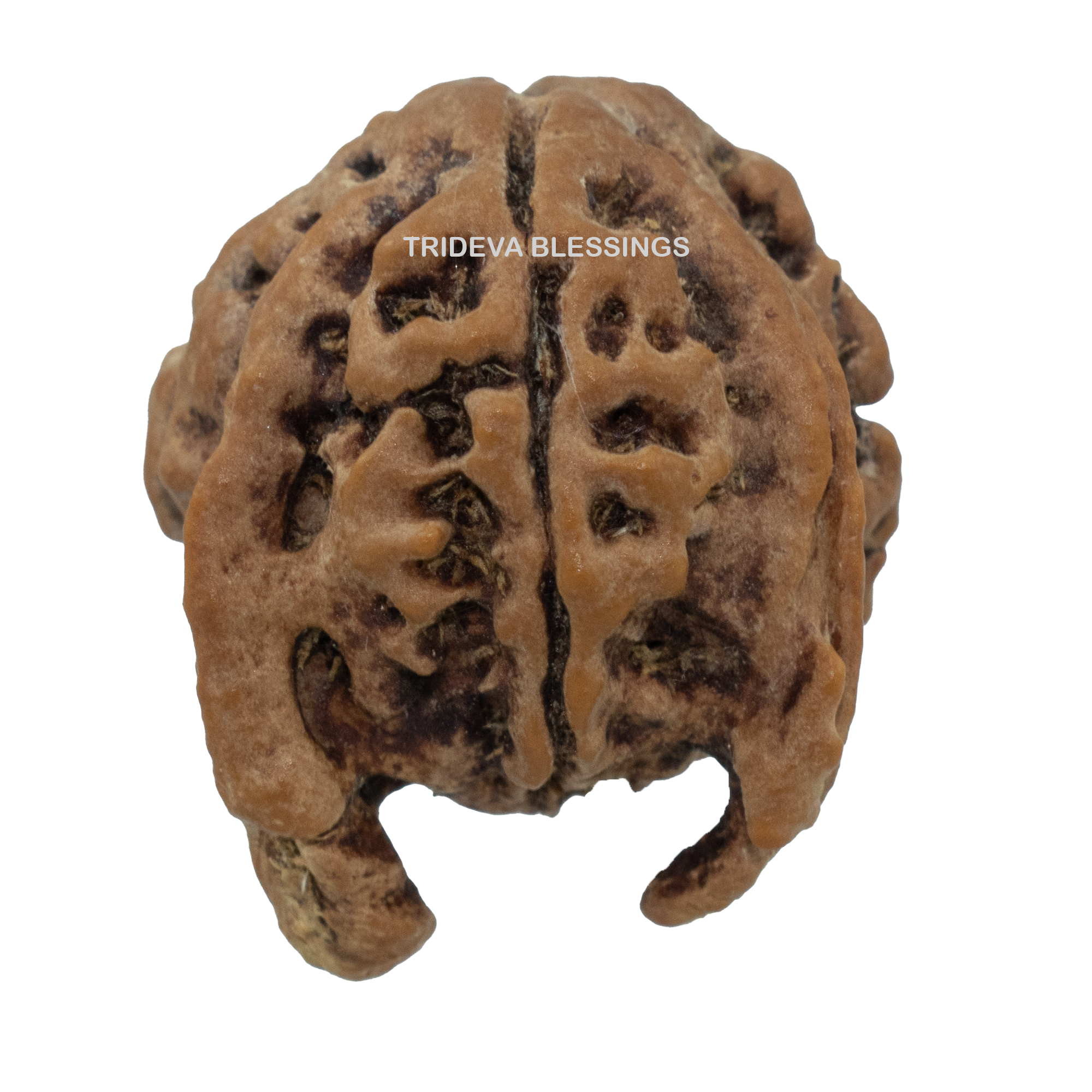 Trideva Blessings Nandi Rudraksha / Double Ganesha - (Nepal)