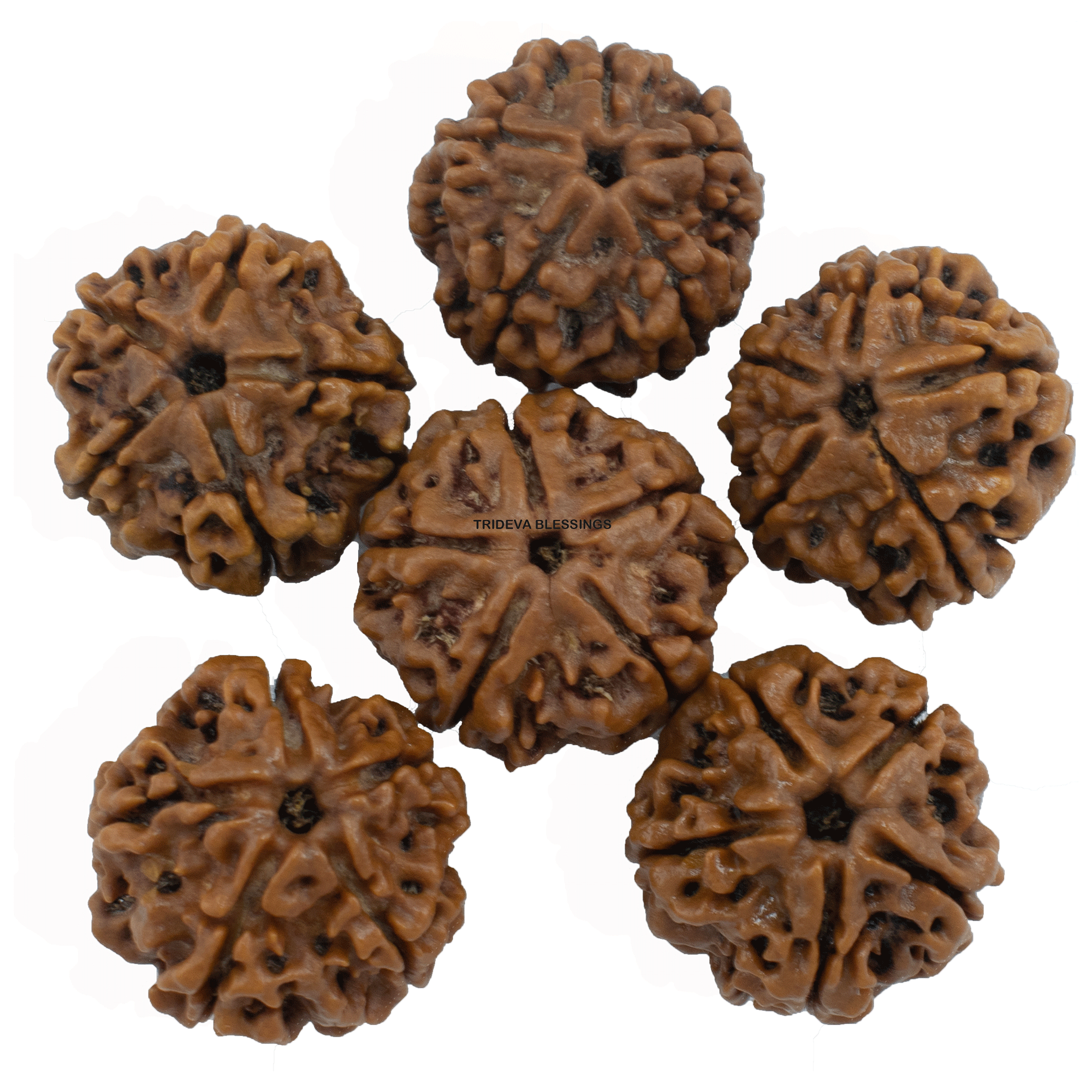 Trideva Blessings Rudraksha Beads for Water Therapy