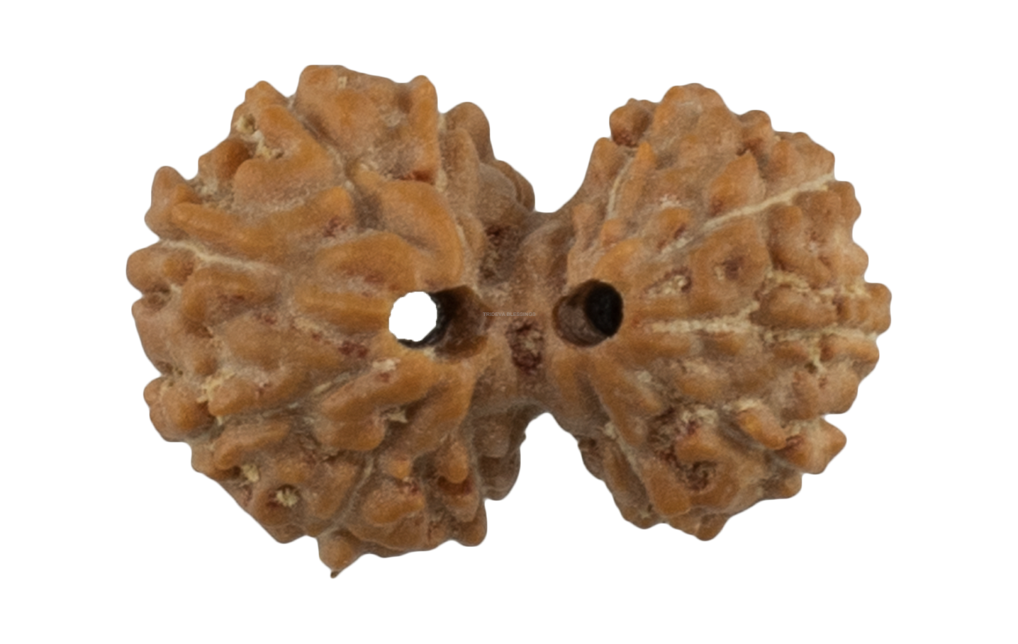 Trideva Blessings Certified Gaurishankar Rudraksha / Gowrishankar Rudraksha Pendant - Indonesian Bead
