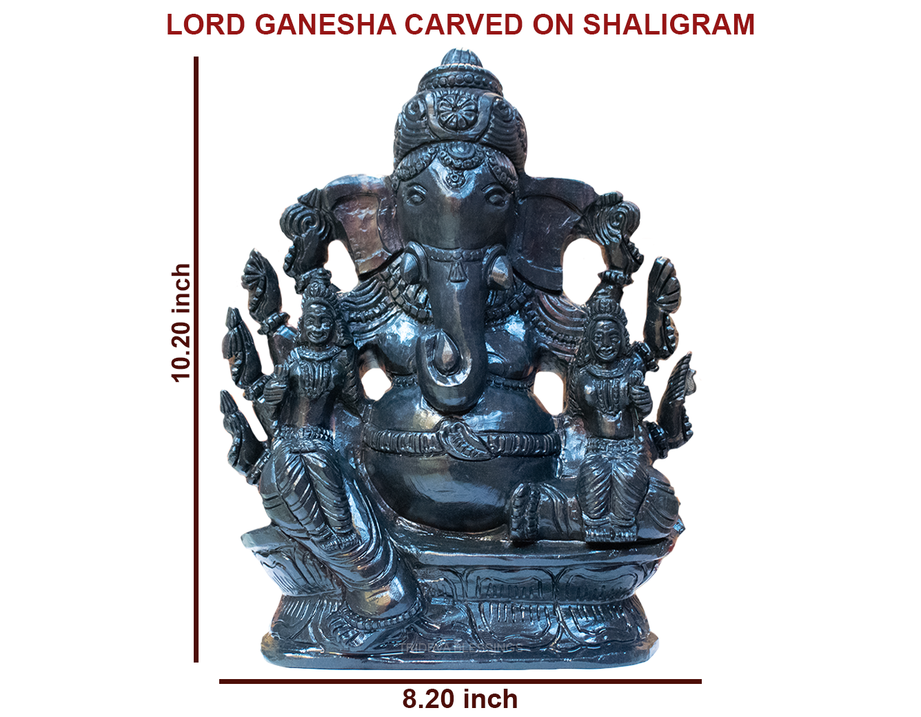 Trideva Blessings Adbhut Lord Ganesha- Carved on Shaligram