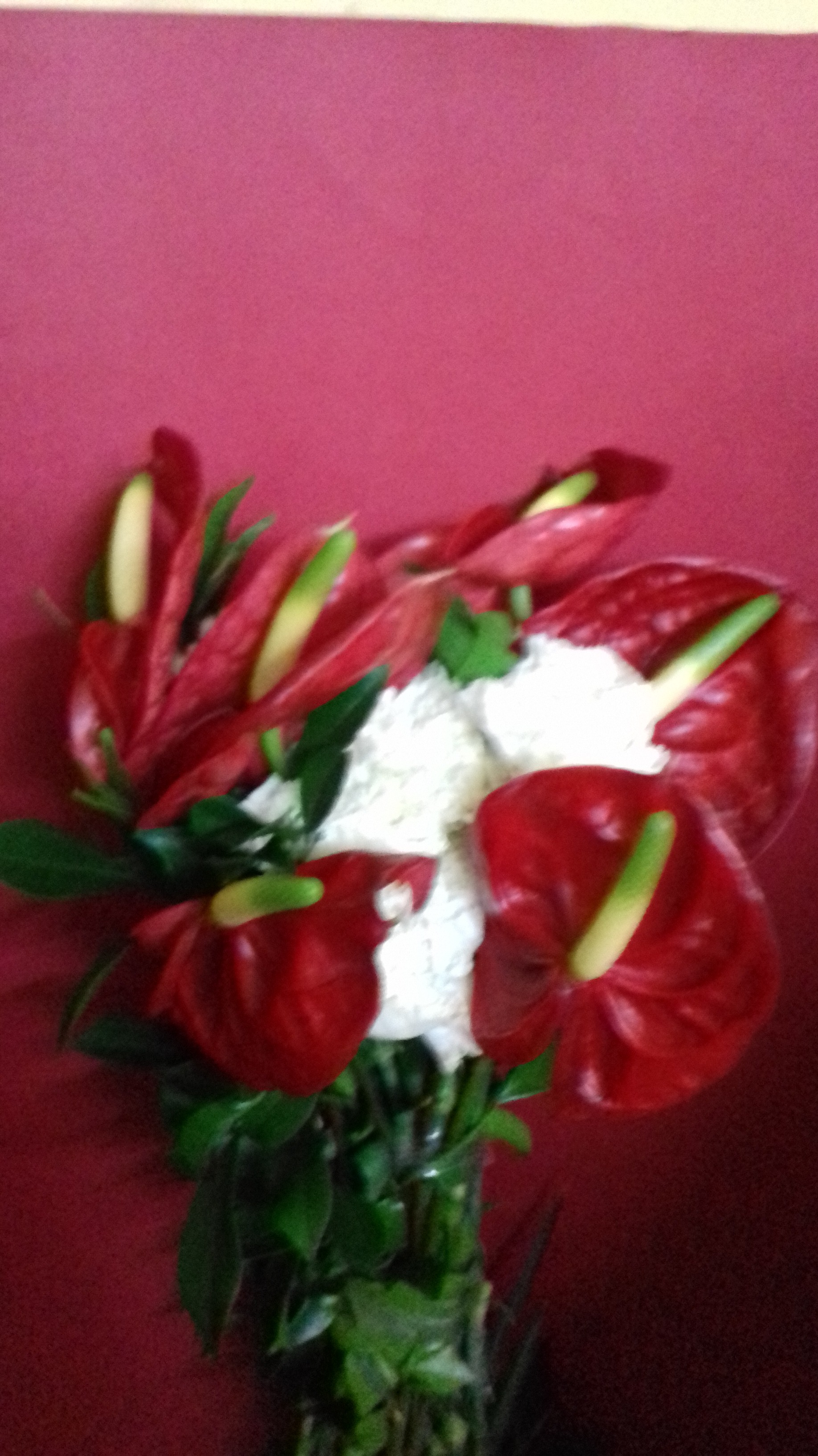Exotic Anthurium