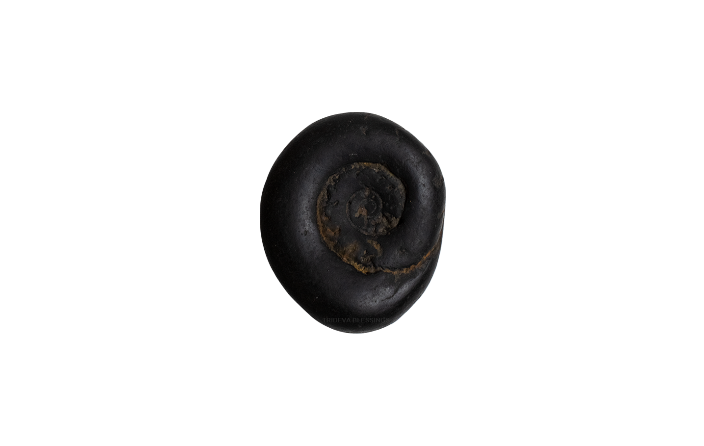 Trideva Blessings Sacred Hirangarbhya Shaligram - II