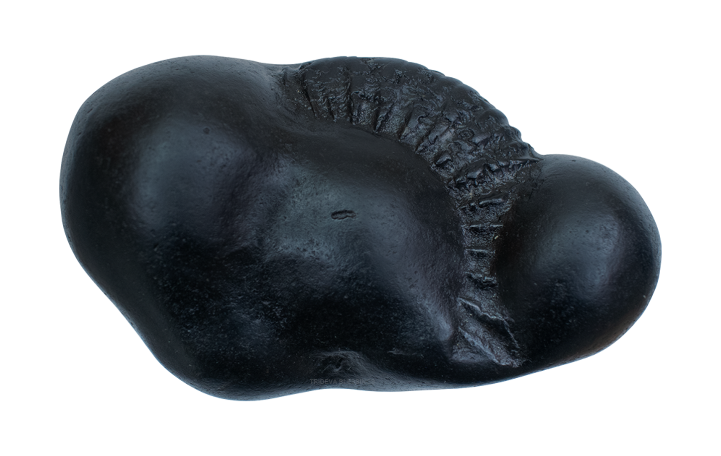 Trideva Blessings Maha Vishnu Laxmi Brahma Shaligram - Gandaki River, Nepal