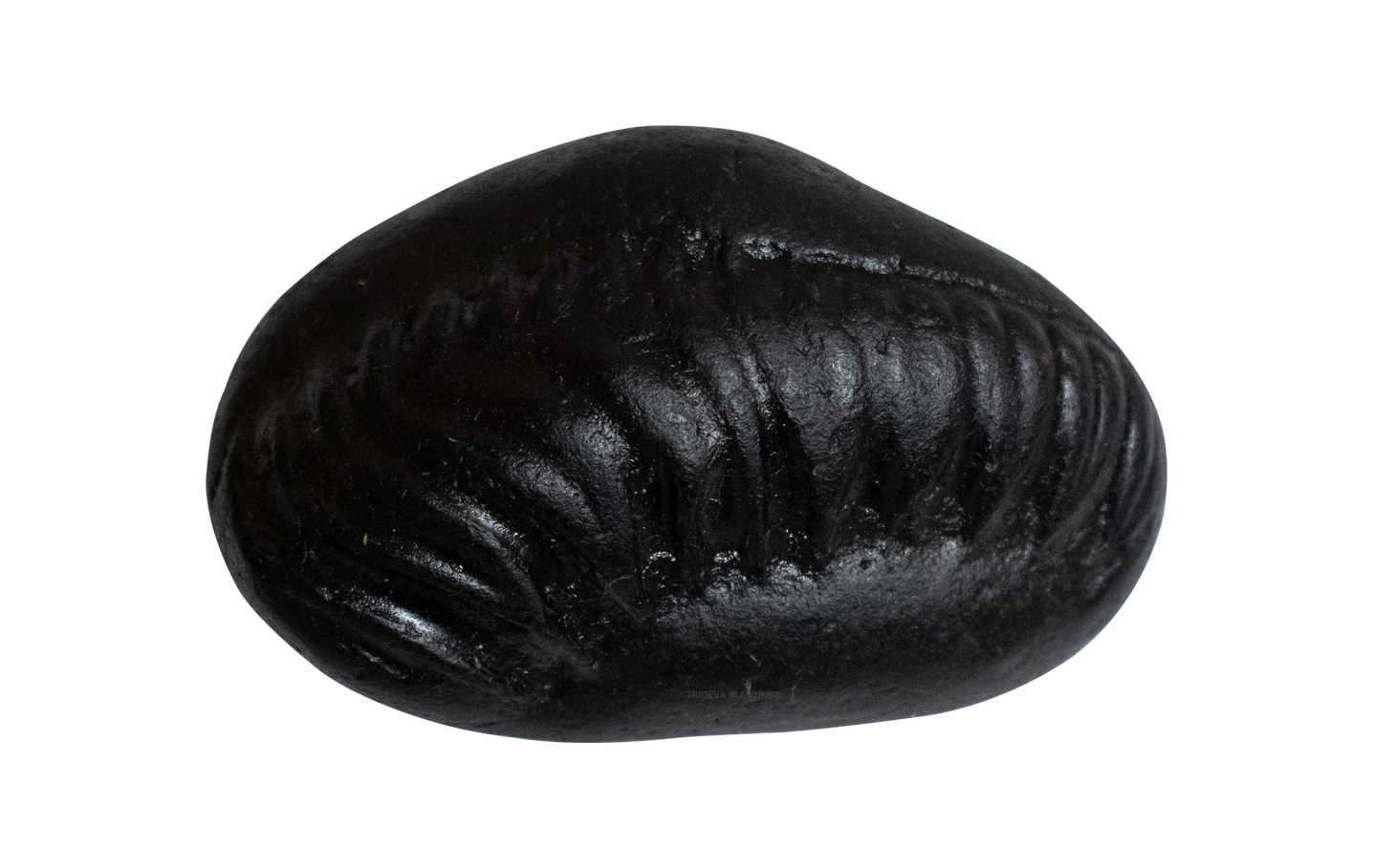 Trideva Blessings Sacred Surya Laxmi Kuber Shaligram - Gandaki River, Nepal - I
