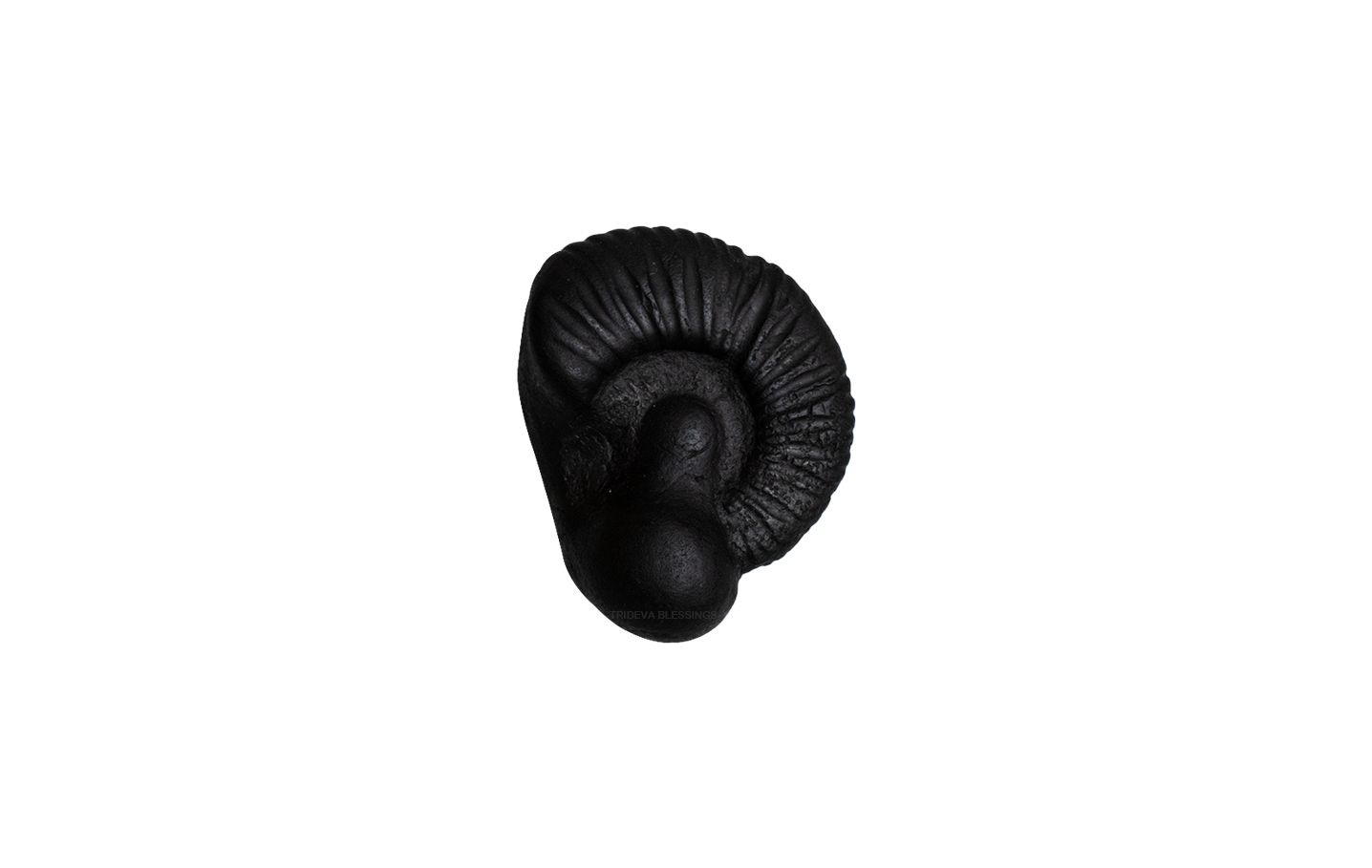Trideva Blessings Adwaitya Buddha Shaligram