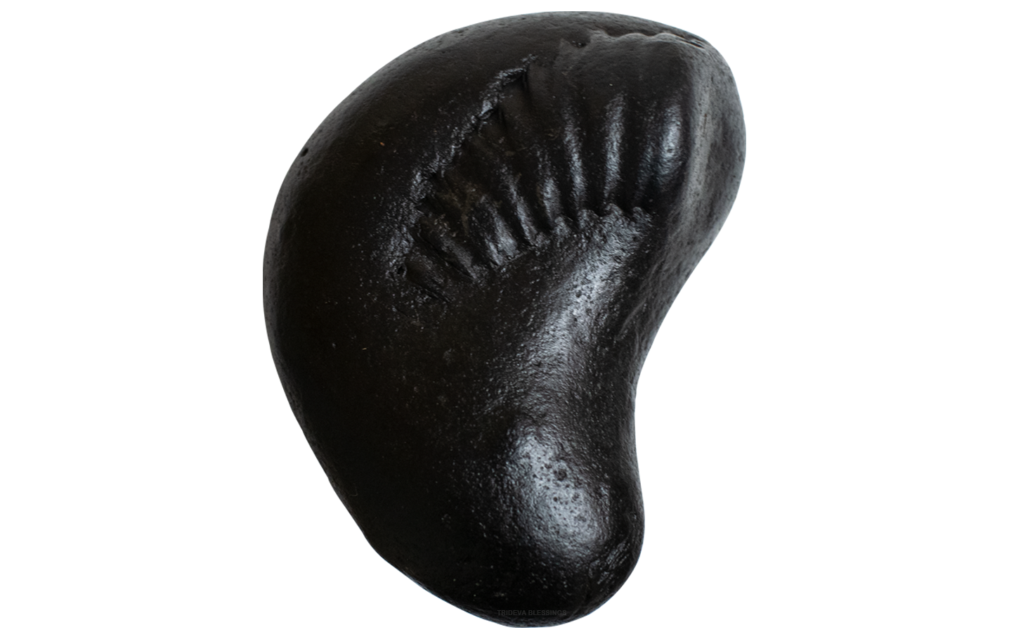 Trideva Blessings Sacred Laxmi Kalki Maha Vishnu Shaligram - Gandaki River, Nepal - I